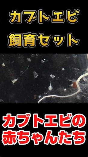 カブトエビの赤ちゃんが可愛すぎる #ペット #カブトエビ #飼育セット