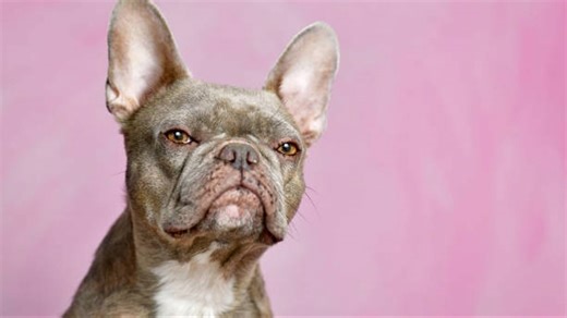 I cani ci giudicano, soprattutto le femmine