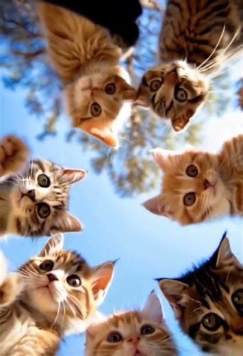 Confused Cat: Hilarious Moments