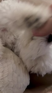 9.3K reactions · 73 shares | Playing with mom while we feign interest in a daddy movie….we decided to give him a break from holiday flicks and let him watch the new Mission Impossible | A day in the life of Minnie's Little Sister Haley | Facebook