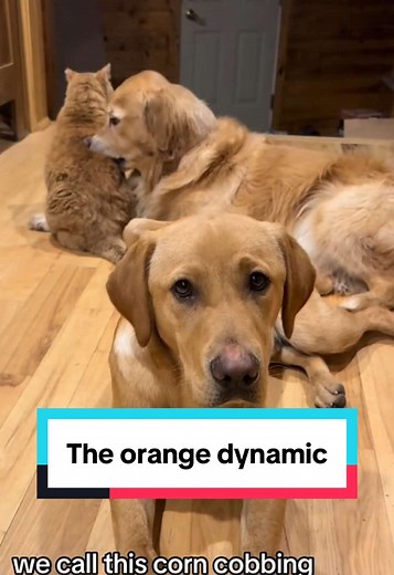 Cats and Dogs: Unmatched Affection and Friendship