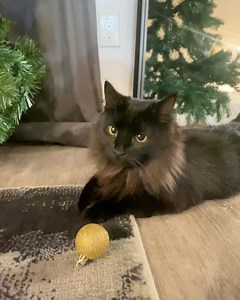 Vanessa ♥ on Instagram: "❤️💚🍷🍪🎄✨🫶 🎁🧸"