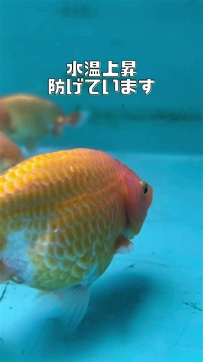 day187 暑い夏には簾が必須！外飼い飼育の震える暑さモンスター金魚をどう飼う？ #水槽台 #金魚飼育