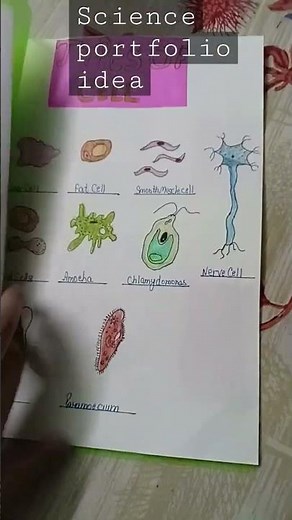 science portfolio idea for class 8