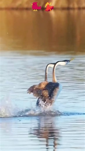 “You won’t believe how these birds can dance!” 😍 💃. #funny #funnyvideos #lol #funnyanimals #usa