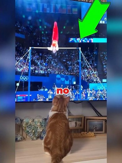 Los gatos más divertidos viendo la tele 🤣 #shorts #gatos