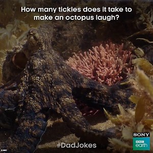 These jokes are ‘kraken’ you up, right? Share them with your dad, and he’ll have a laugh, too! #FathersDay #DadJokes | Sony BBC Earth