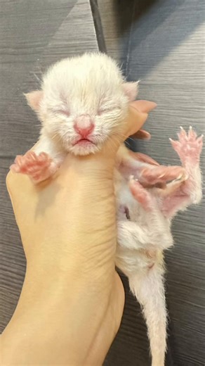 การเลี้ยงแมวโอลาฟและโอเลี้ยง: ความน่ารักของลูกแมว