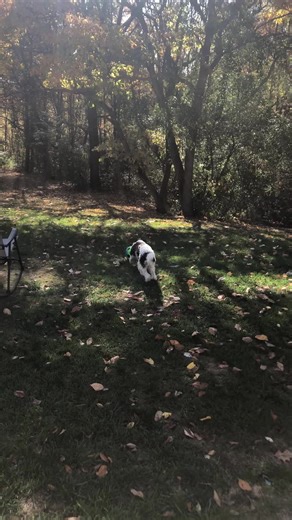 Dog running with his beloved soccer ball. #Winston #bernedoodle #puppy #fun