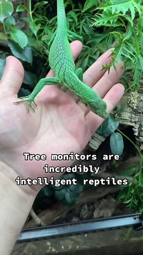 Meet My Pet Tree Monitor Lizard!