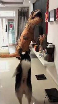 Dogs Scared Compilation! Funny Reactions! #DogScare #FunnyDogs #Pets