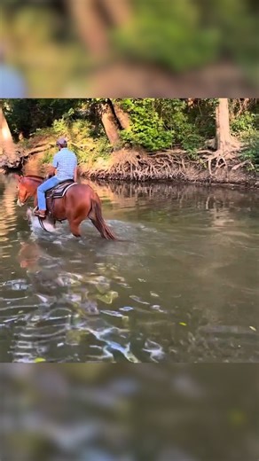 ONLINE BIDDING ONLY GO TO reesemules.com TO GET REGISTERED TO BID. Meet Junior 🔥 7-year-old John mule standing 15.2 with the brains, bravery, and talent to go anywhere. Trail seasoned, cattle proven, and camped overnight with ease. Brave, confident, and will go wherever you point him without hesitation. Leads the pack, stays calm when others ride off, and is hard to rattle — even in high-pressure situations. A proven show mule with multiple blue ribbons in Western Pleasure. Has competed in pick