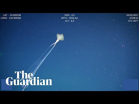 Bigfin squid filmed in Australian waters for the first time