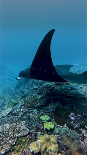 Rare Black Manta Ray Up Close | Melanistic Manta at Manta Point, Nusa Penida