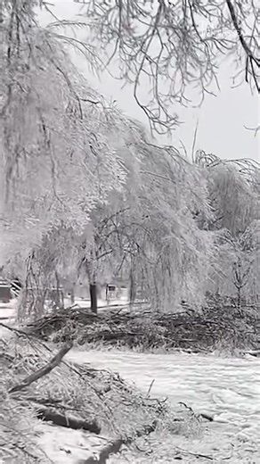 Video shows trees in a Franklin neighborhood completely covered in ice and snow as a winter storm gripped Tennessee. | Tennessean