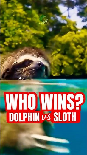 Sloths Are Better Swimmers Than Dolphins?!