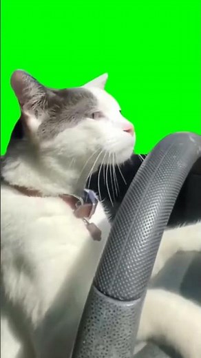 Cat driving a car meme (Green Screen)