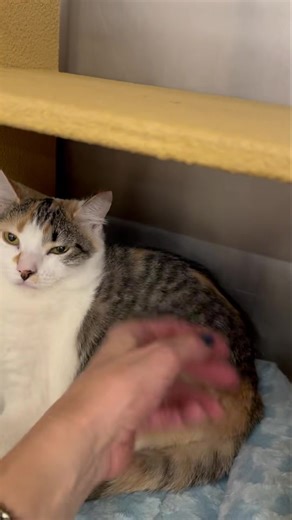 Meet Beauty & Beast! 💕 These adorable bonded siblings, about 5–6 months old. Beauty is a gentle, playful kitten with a shy side who blossoms with patience and love. Her brother Beast may start off reserved too, but he quickly shows his sweet, cuddly nature. Together, they explore, play, and bring out the best in each other. 🐾 Beauty and Beast are the purrfect pair and must be adopted together — ready to fill their forever home with double the love and double the charm! 💖🐱🐱 #AdoptDontShop #R