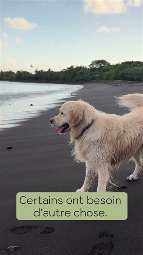 Tous les chiens ne supportent pas le chaos