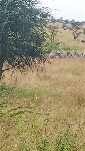 in Serengeti National Park. The wild lives forever@explore tanzania with Leonard