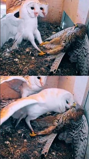 Kestrel vs. Barn Owl Showdown – Brutal Nest Fight!