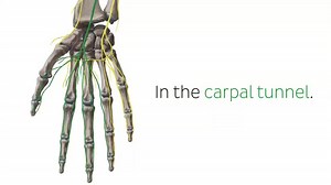 File:Median Nerve - Distribution, Innervation & Anatomy - Human Anatomy Kenhub 1.webm - Wikimedia Commons