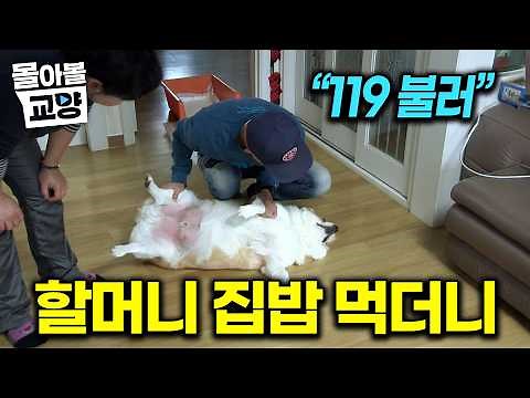 "Not an emergency lol" The happy daily life of a chubby dog who hit an all-time high of 32kg afte...