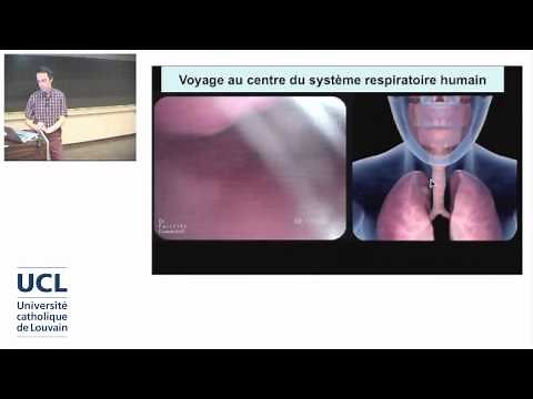 2. L'anatomie respiratoire: de la bouche aux alvéoles pulmonaires