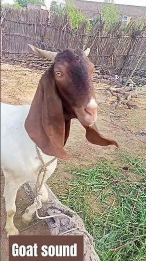 The Most Satisfying Animal Sounds