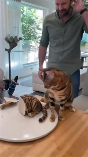 1.3M views · 16K reactions | Cat and dog funny pranks 藍 #funnycat #cat #funnydogs | Zoie Ai Anatomy | Facebook