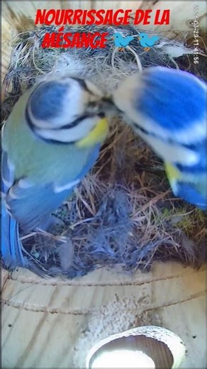 Nourrissage de la mésange 🐦 #mésange #oiseau #nest #nature #nichoir