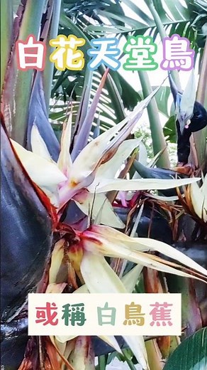 Rare Guest | Giant White Bird of Paradise / Strelitzia nicolai | 4/1/2026