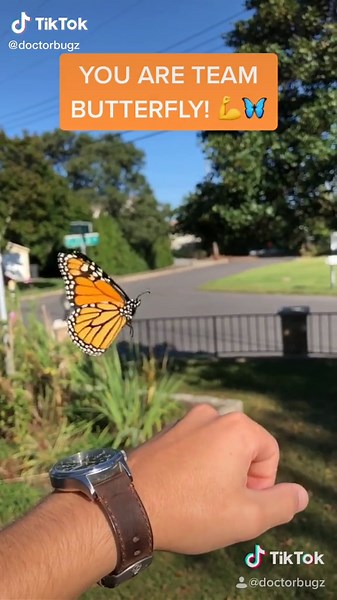 Go Team Butterfly #natureathome #beautyhaul #bugsoftiktok #insects