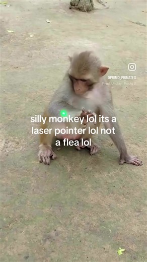 #monkey #monkeybibi #xxxtentacion #fyp #viral