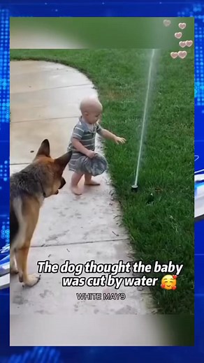 1.7M views · 13K reactions | Dogs making babies laugh out loud 藍殺珞 第 1 部分 | White may9 | Facebook