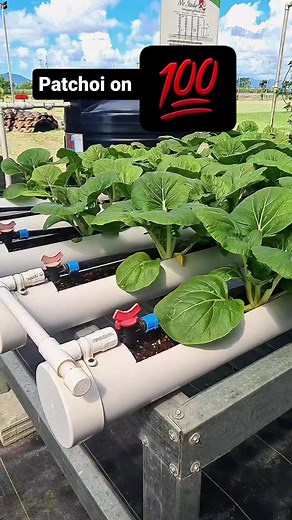 5.5K views · 43 reactions | Patchoi in our drip to waste demo hydroponic system. You can veiw at our store in Barakah grounds, Endeavor if you'd like to learn more. | Green Age Farms Trinidad: Hydroponics Systems and Supplies | Facebook