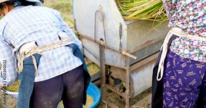 Harvest season. Group of farmers harvesting ripe rice by harvesting machine outdated on yellow rice field. Royalty high-quality free stock video footage of farmer working on rice field in Vietnam