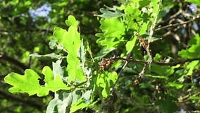 Oak Trees Infested with Larvae Processionary Thaumetopoea Processionea Caterpillars. Parasites Caterpillars on the Affected Stock Footage - Video of infection, damage: 183685346