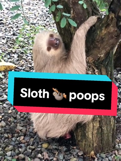 How does an [animal] poop? Watch till the end 😳 #animals #nature #wildlife #fyp #viral