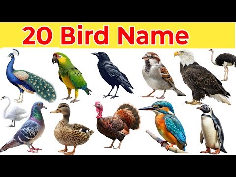 20 Famous Birds Name in English and Hindi | Bird Names for Kids | Learn Birds with Pictures