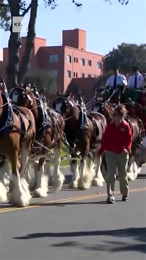 The iconic Budweiser Clydesdales were spotted making their way through San Francisco ahead of Super Bowl LX. They were in town to make some very important beer deliveries ahead of the big game at the Horseshoe Tavern. The horses were greeted by a large crowd, including Mayor Daniel Lurie, as they made their way through the Marina District. | KPIX CBS San Francisco Bay Area