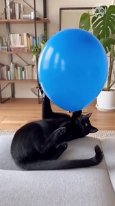 When the Balloon Explodes and Kitty Goes Turbo AI | Crafty Panda