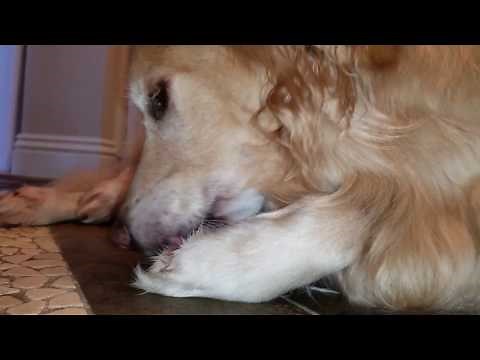 Cute Dog Cleaning His Paws Like A Kitten - Licking Them Clean - ASMR - Golden Retriever