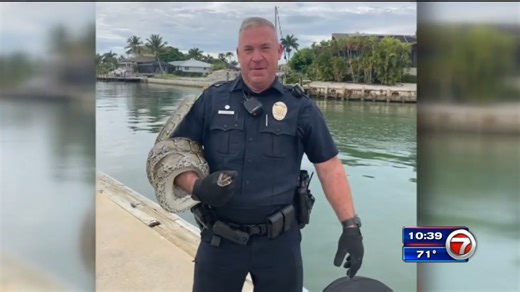 Python hitches sailboat ride from Florida Keys to mainland - WSVN 7News | Miami News, Weather, Sports | Fort Lauderdale