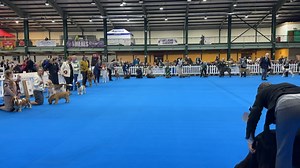 LKA Hound group Special beginners, puppies and adult group will all be shown on the stream With OUR DOGS￼ live! Judge for main group is Colin Gillanders | Our Dogs