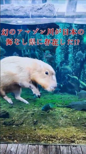 Shocking! I went to an aquarium that recreates the Amazon River, and the capybaras were so cute.....