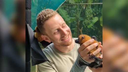 Adorable Flying Foxes Cuddle With Conservationist In Cutest Vid You’ll See Today!