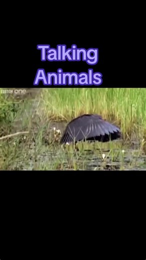 Talking Animals: Nighttime Daytime Fun with Friends