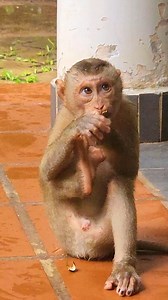 Poor monkey | Monkey Magic