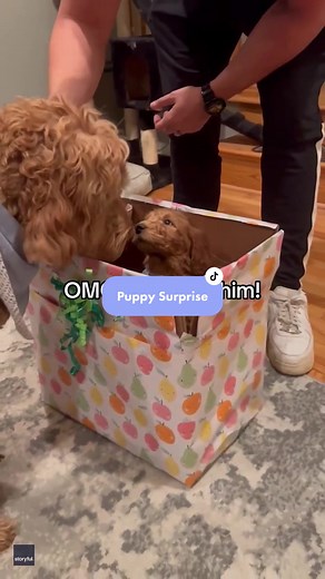 Watch this Goldendoodle get surprised with a new best friend *and* little brother 🐶💕 #dogsoftiktok #goldendoodle #puppysurprise #puppylove #puppybrothers #goodnews